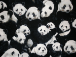 Giant Pandas All Over - Black & White